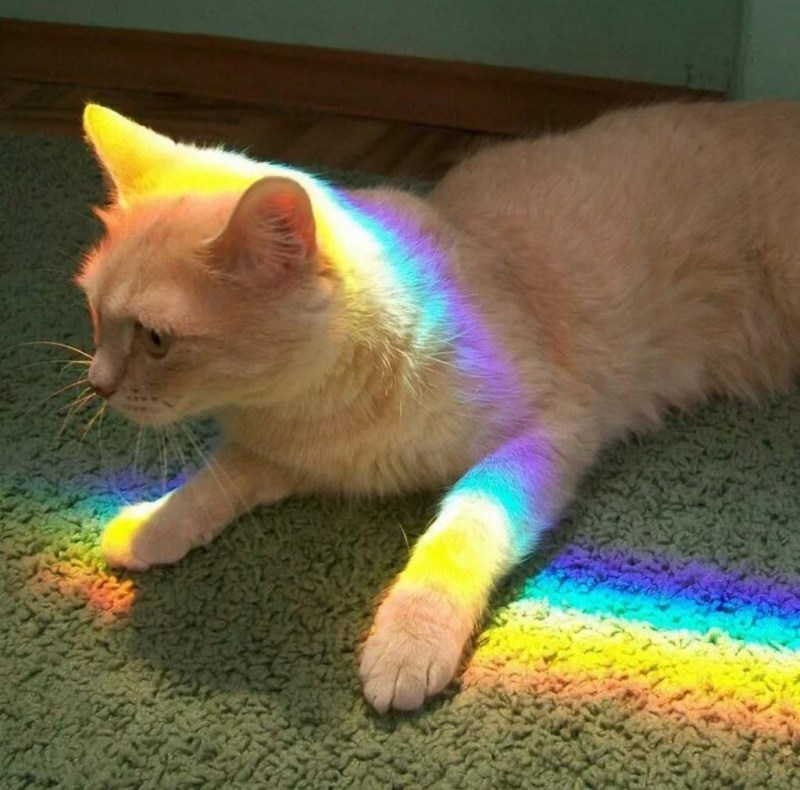Радужный кот Мика