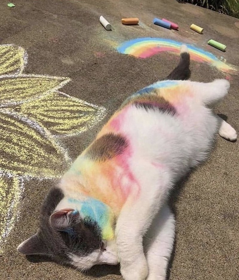 Радужные смешные котики