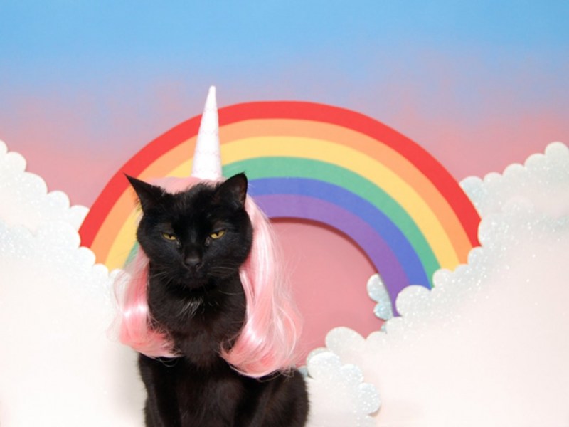 Котенок Радуга