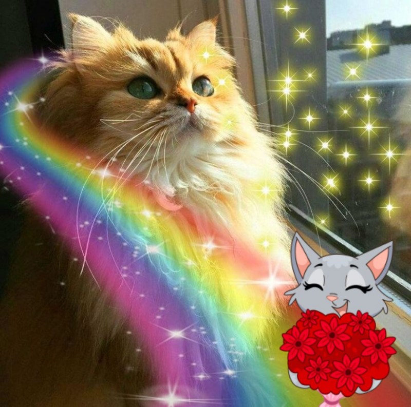 Коты на радуге