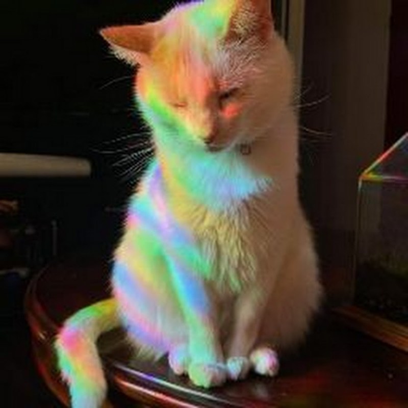 Радужная Эстетика с кот