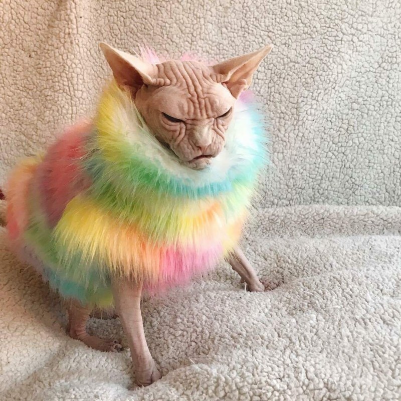 Радужные котики
