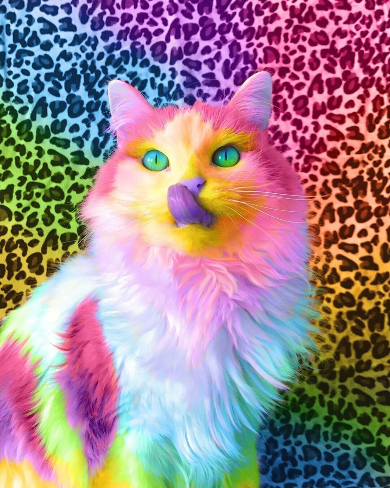 Радужные котята