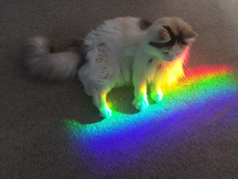 Кошка Радуга