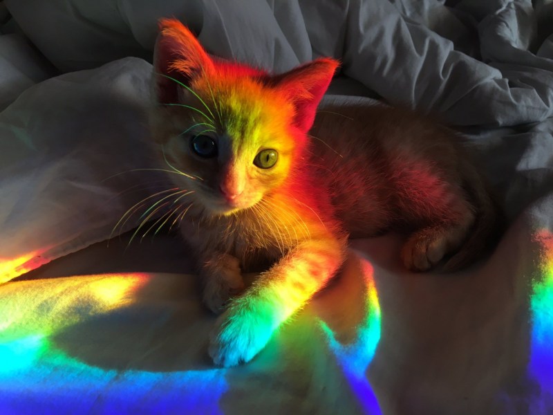 Радужные кошки