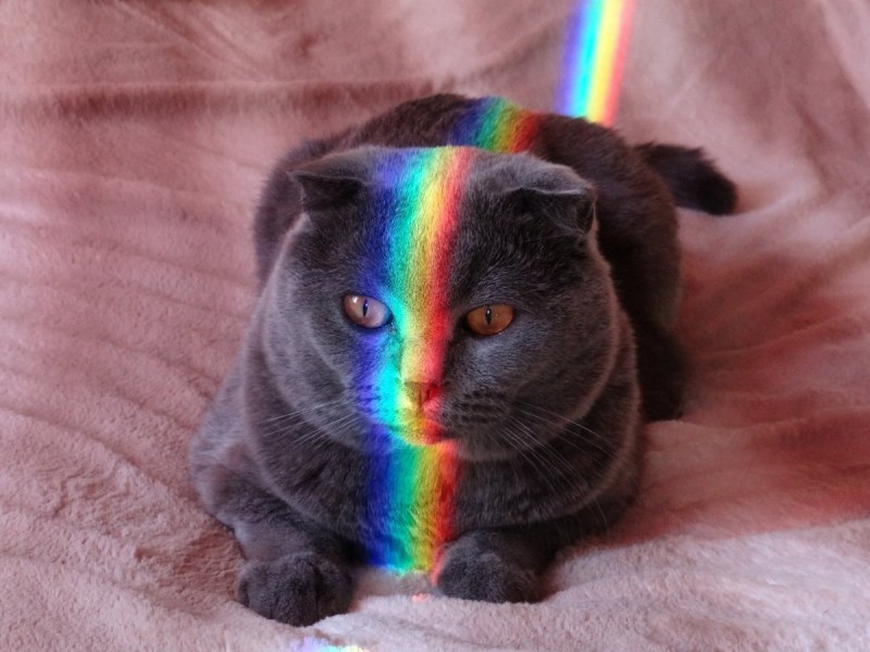 Кошка Радуга