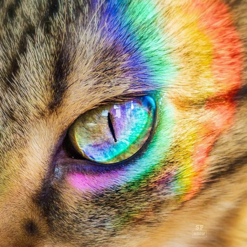 Разноцветный кот