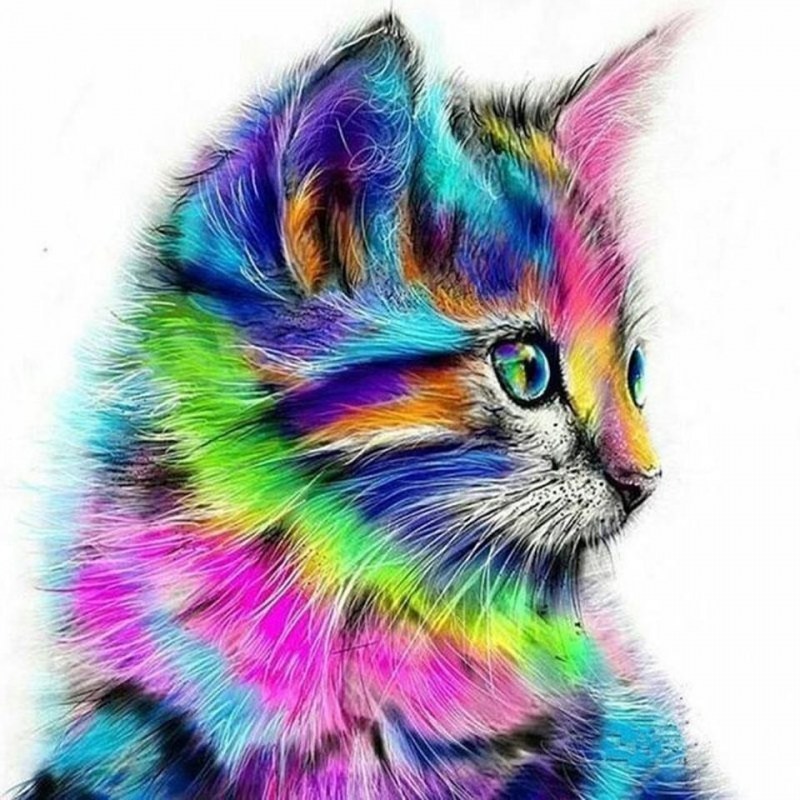 Радужный кот