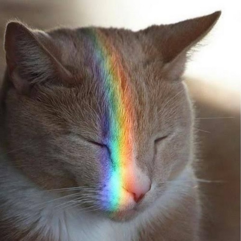 Котик с радугой на лице