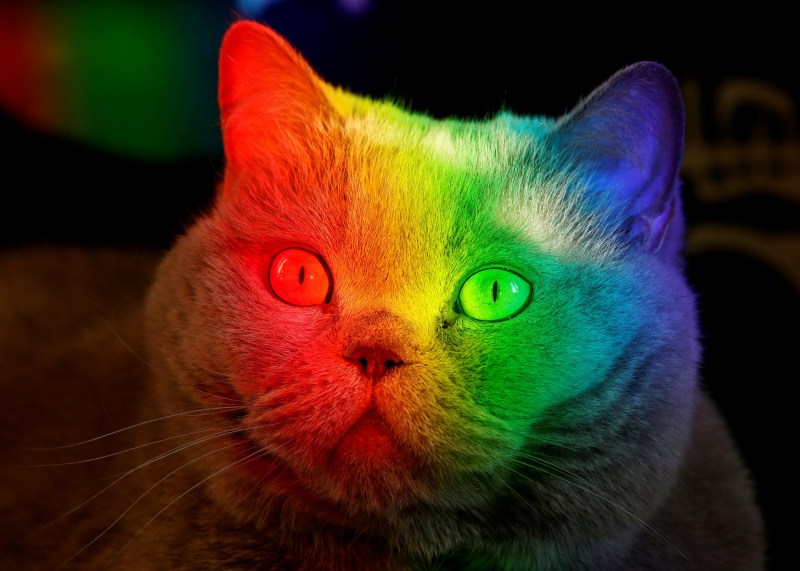 Разноцветная кошка