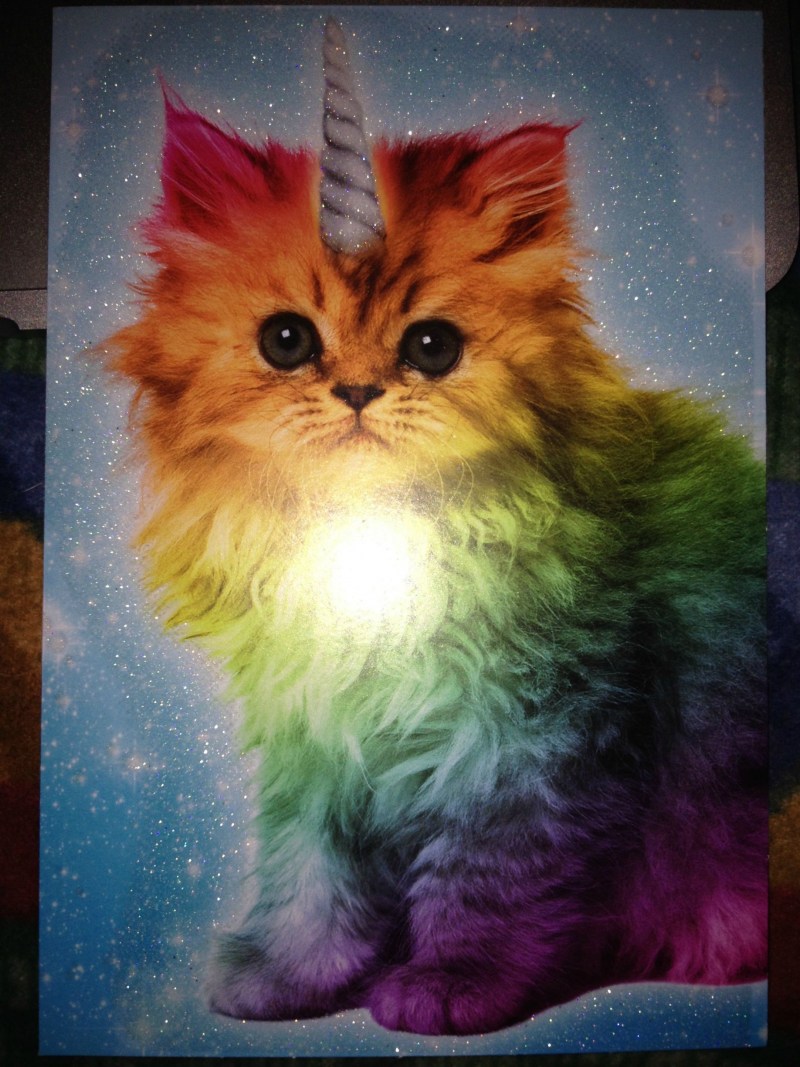 Разноцветная кошка