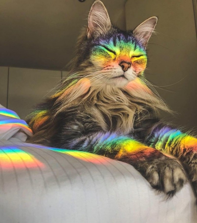 Кот с радугой