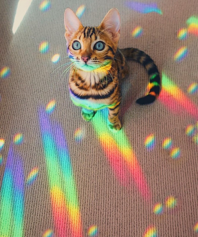 Бенгальская кошка Радужный