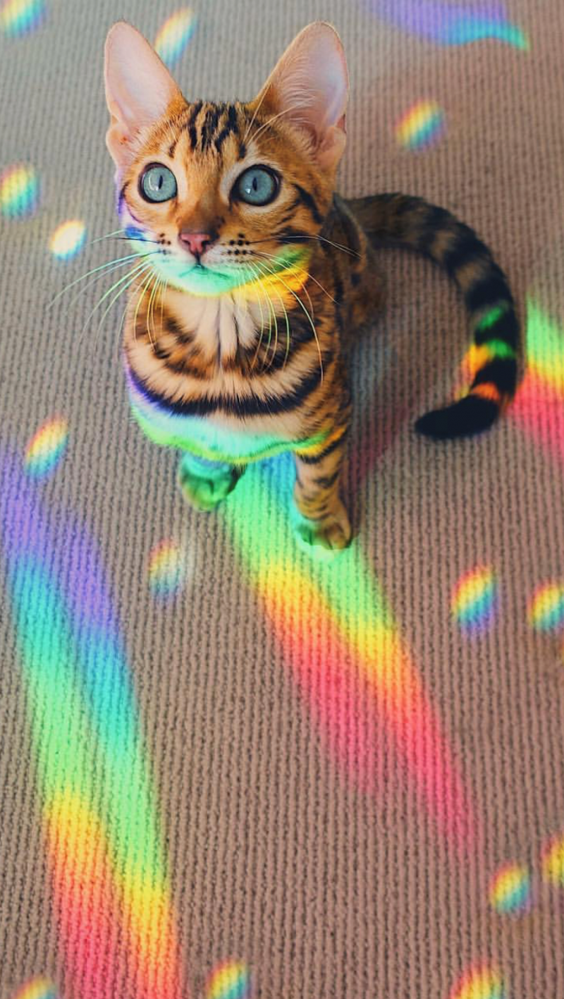 Радужные котята