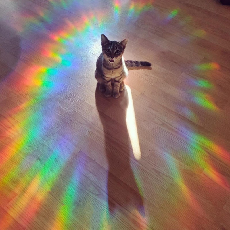 Коты на радуге
