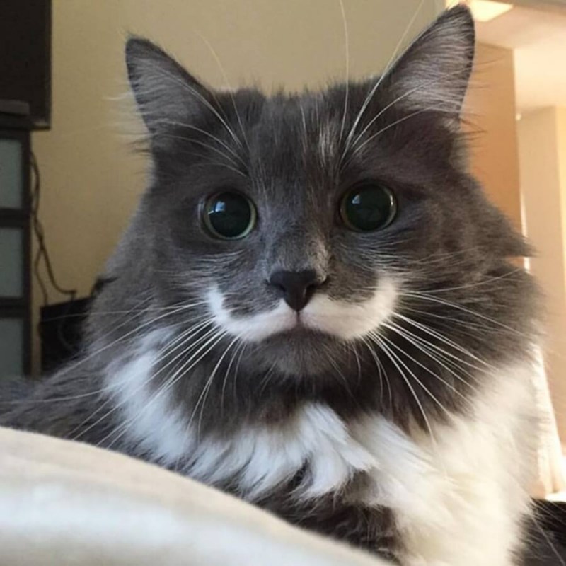 Необычные расцветки кошек