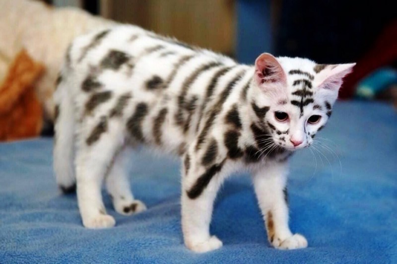 Необычные окраски кошек