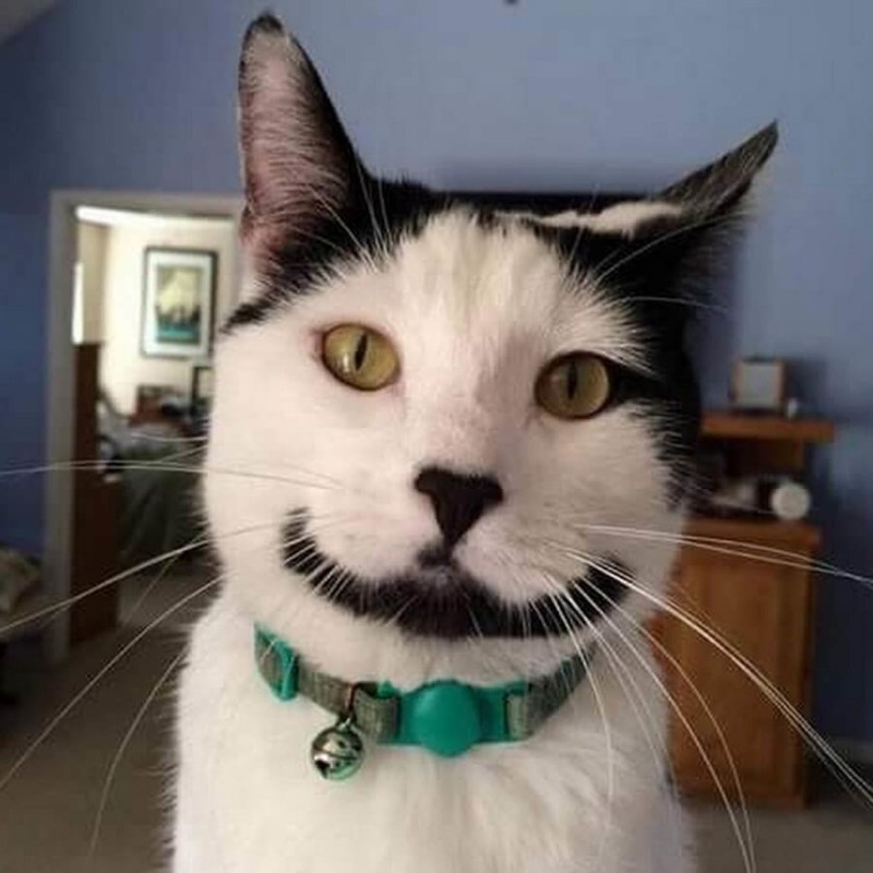 Необычные расцветки кошек