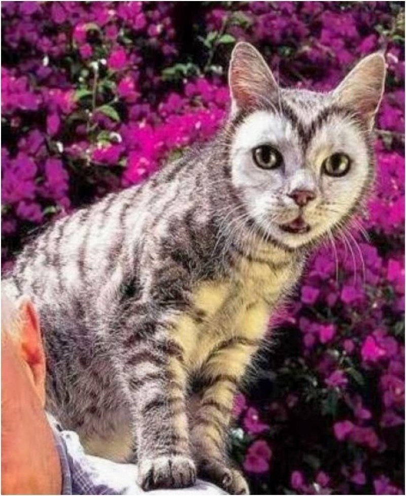 Необычные расцветки кошек
