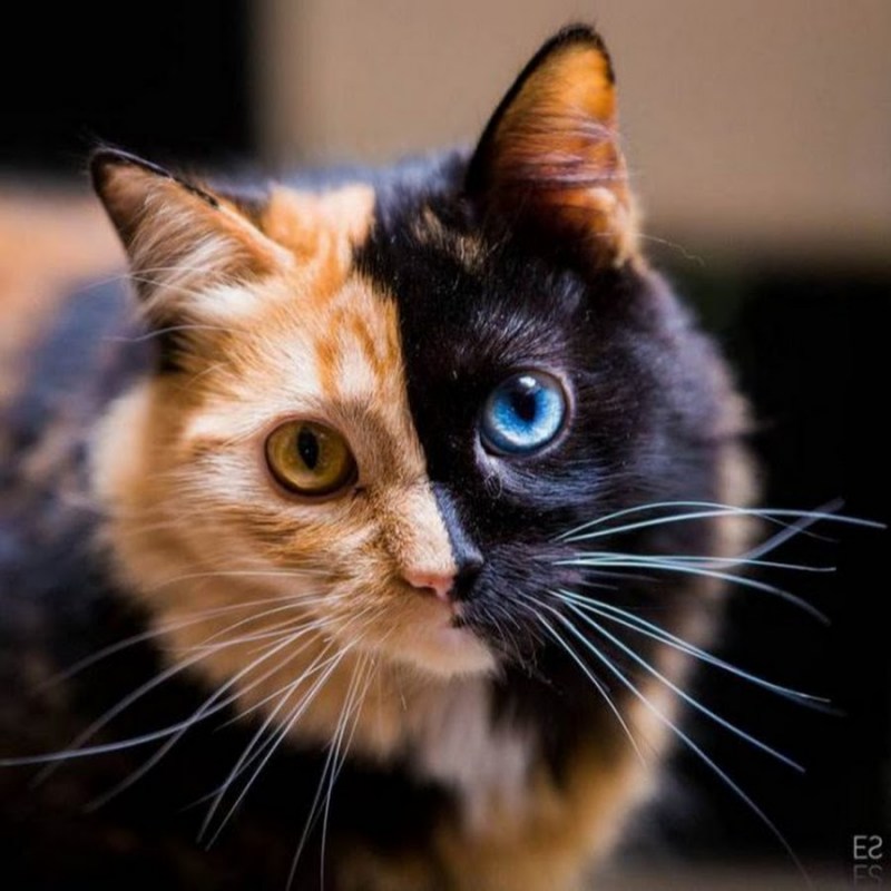Зеленая кошка