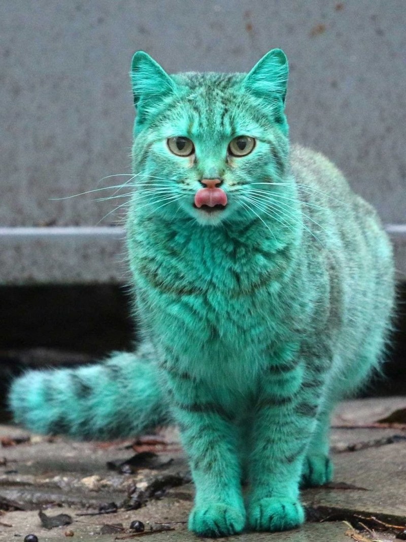Неординарная кошка