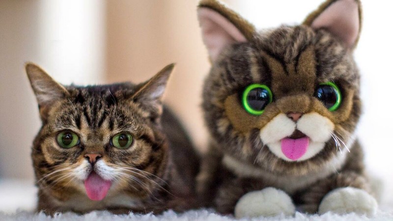Странные коты