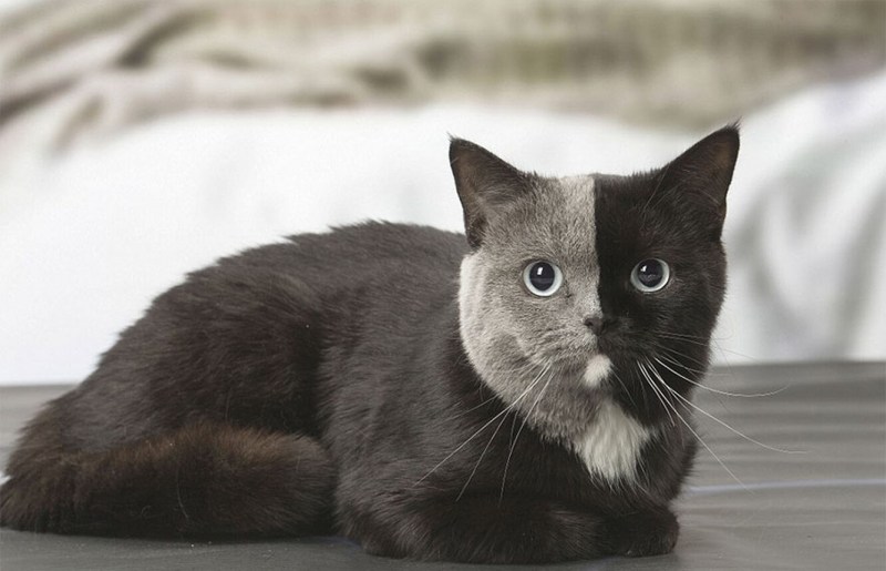 Двуликая кошка Нарния