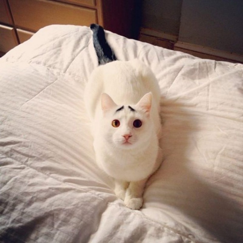 Слепая кошка Жасмин