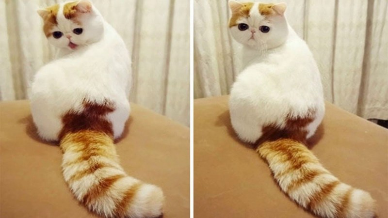 Странные котики