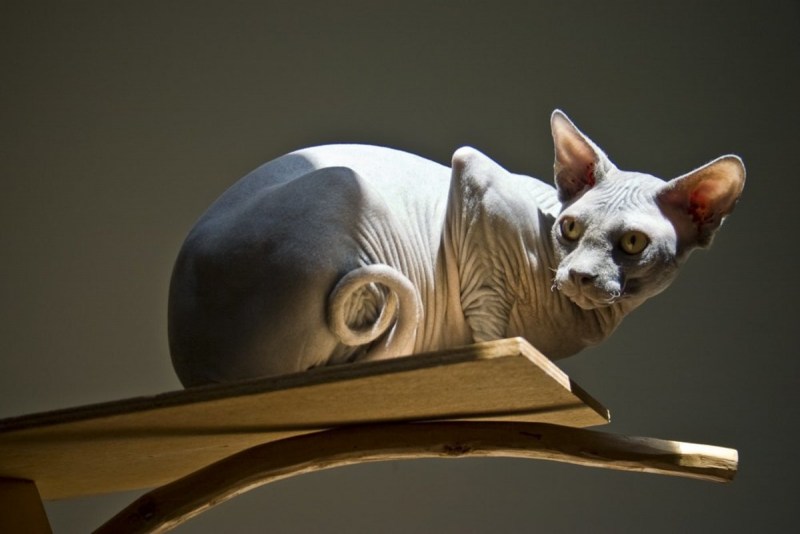 Самые редкие кошки