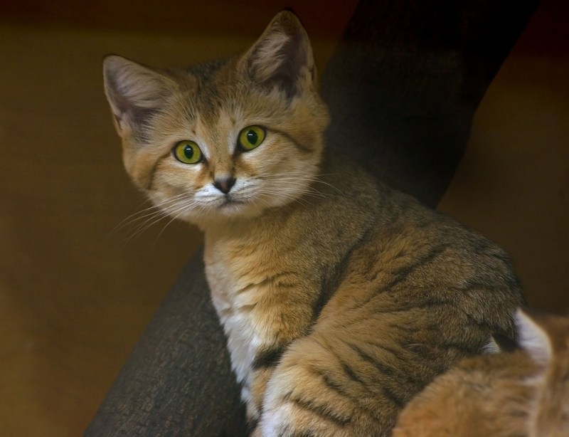 Химера кот Нарния