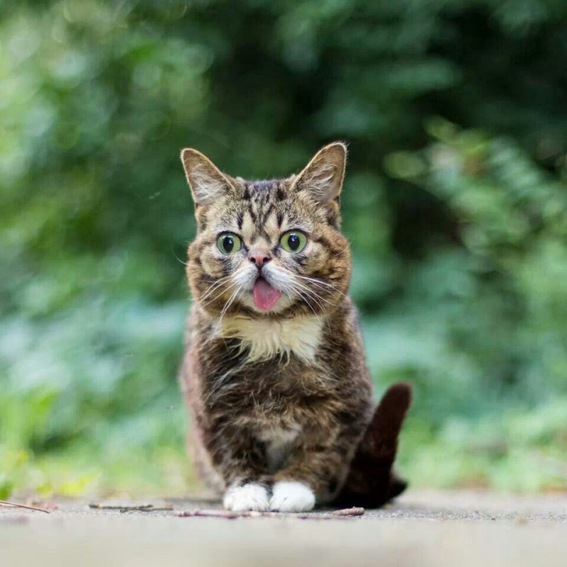 Lil Bub кошка
