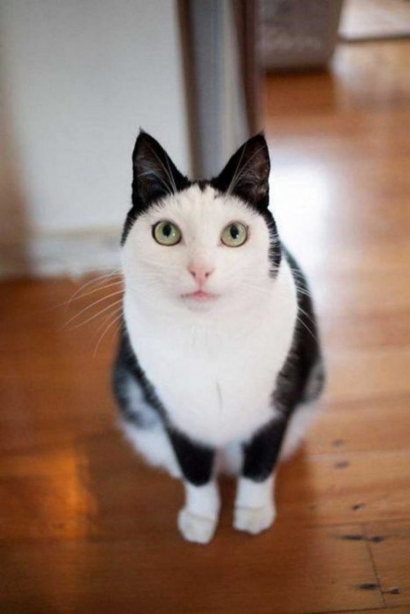 Необычные коты