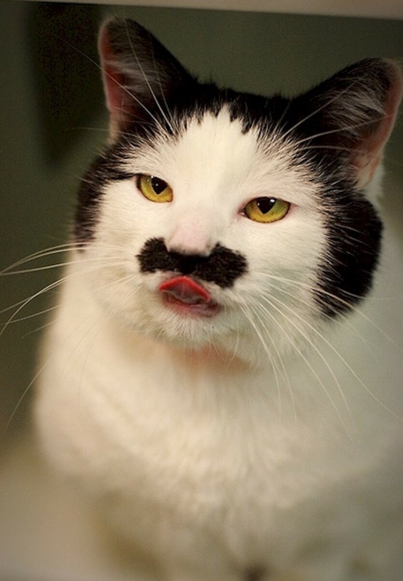 Смешной кот
