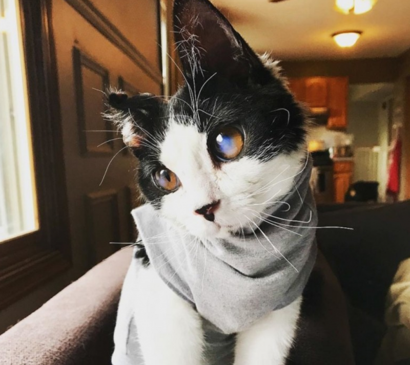 Двуликая кошка Венера