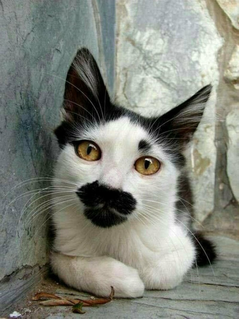 Необычные расцветки кошек