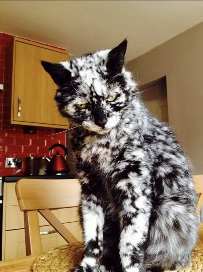 Необычные коты