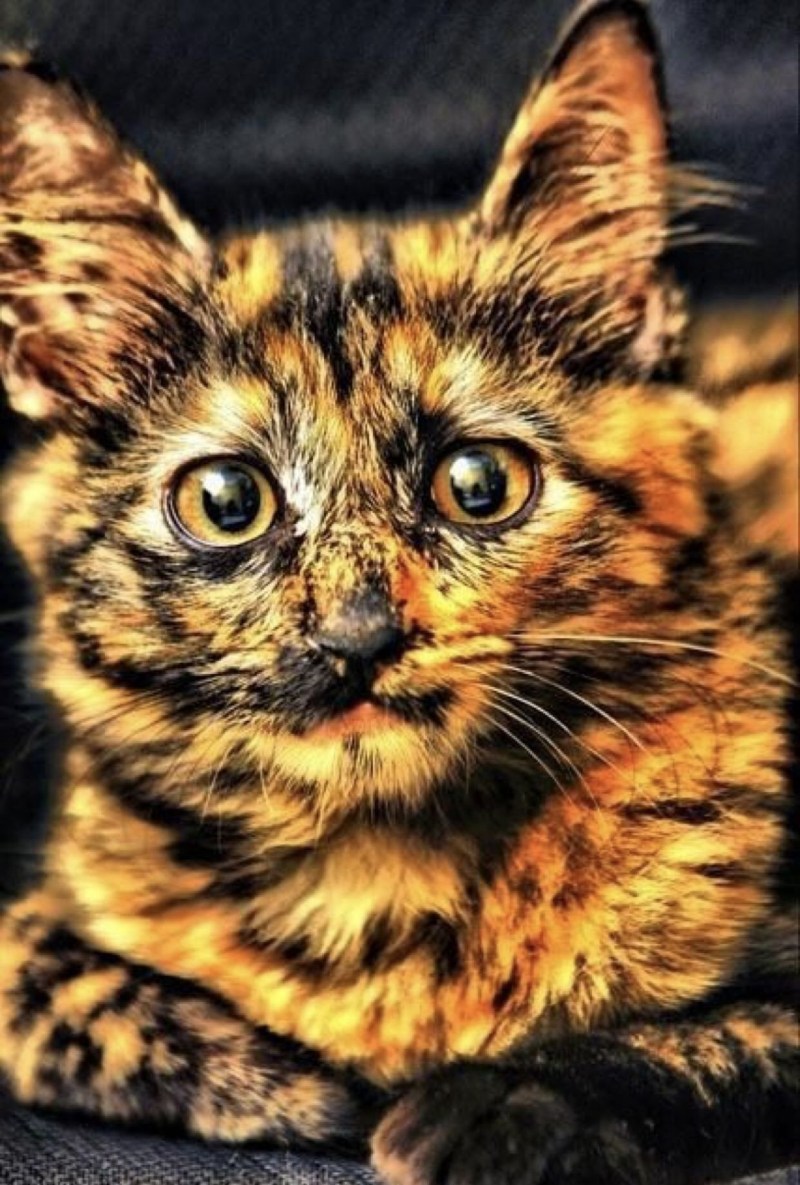 Необычные кошки