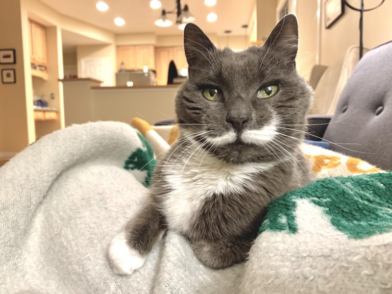 Необычные коты