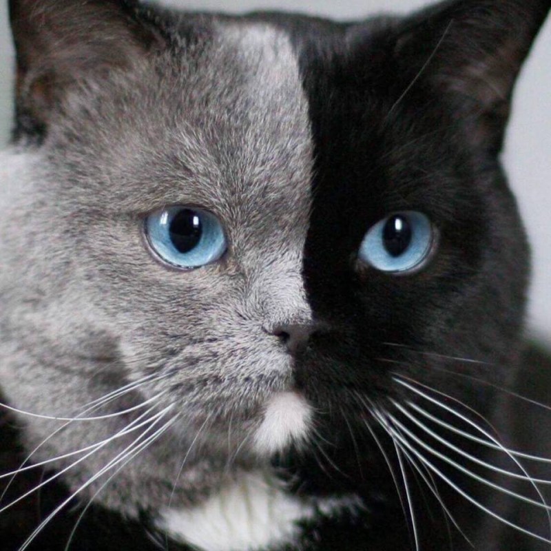 Необычные расцветки кошек
