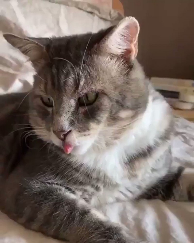 Коты с высунутым языком
