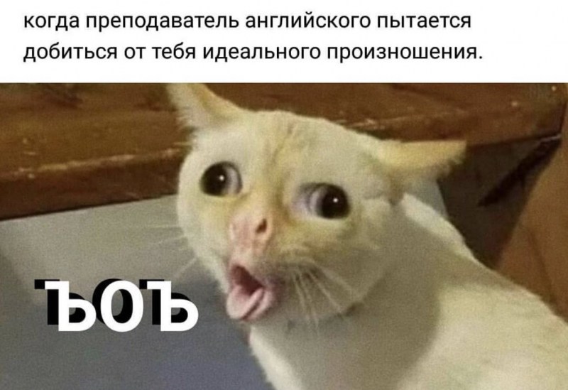 Кот Рекси