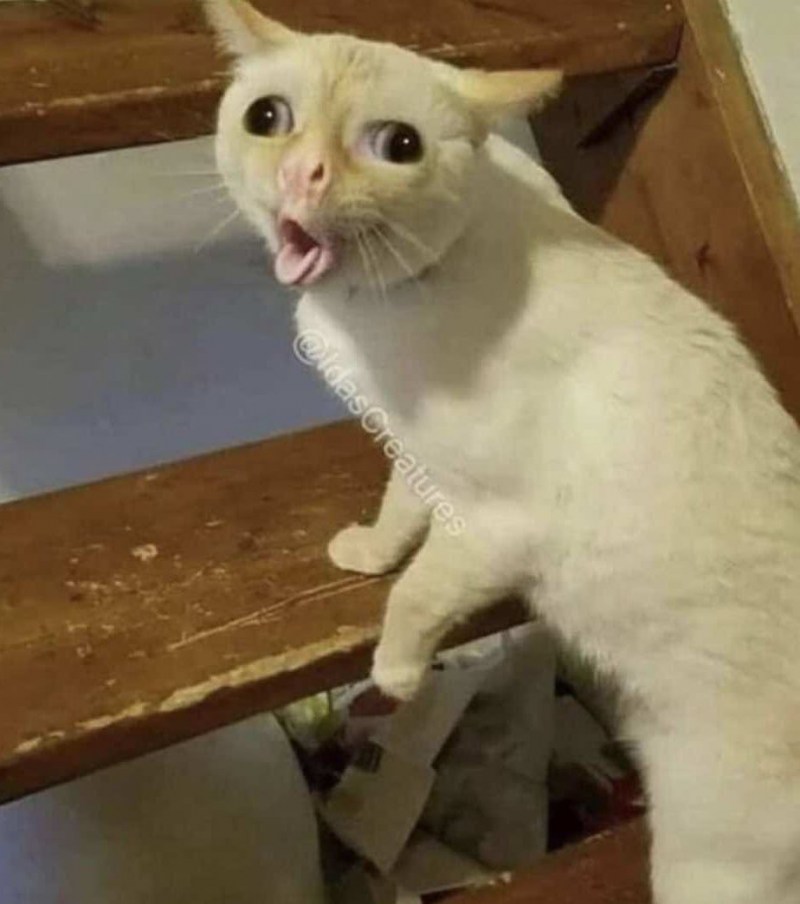 Кашляющий кот