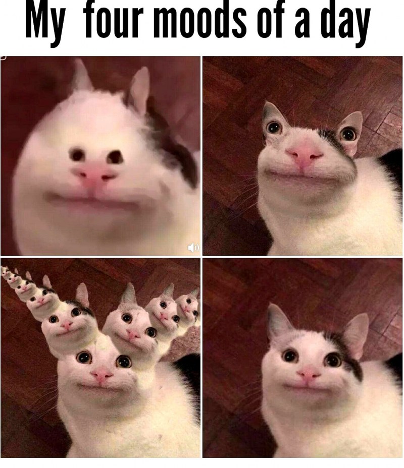 Кот с высунутым языком