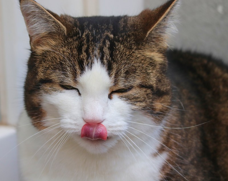 Кашляющий кот Мем