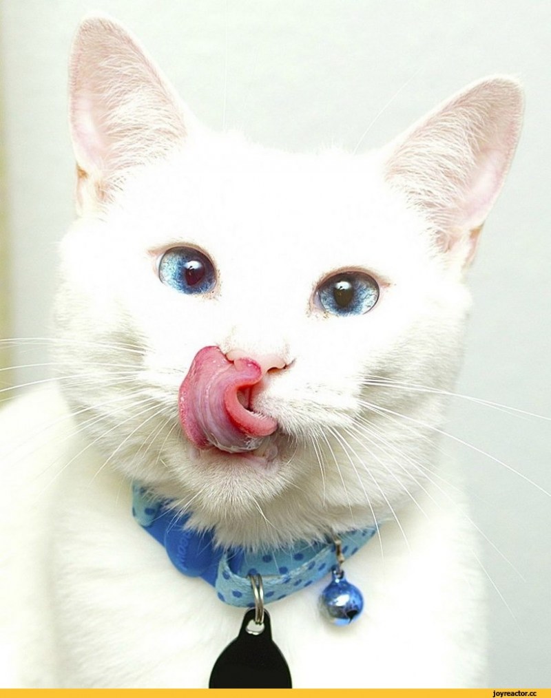 Котенок с высунутым языком
