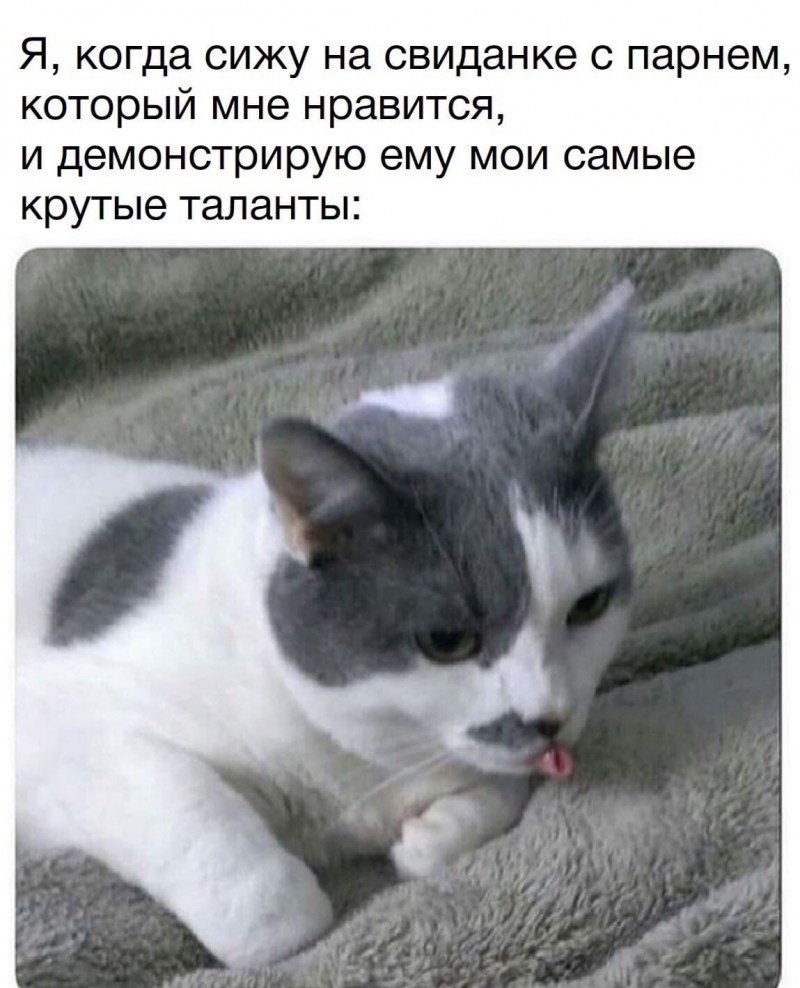 Смешные кошки