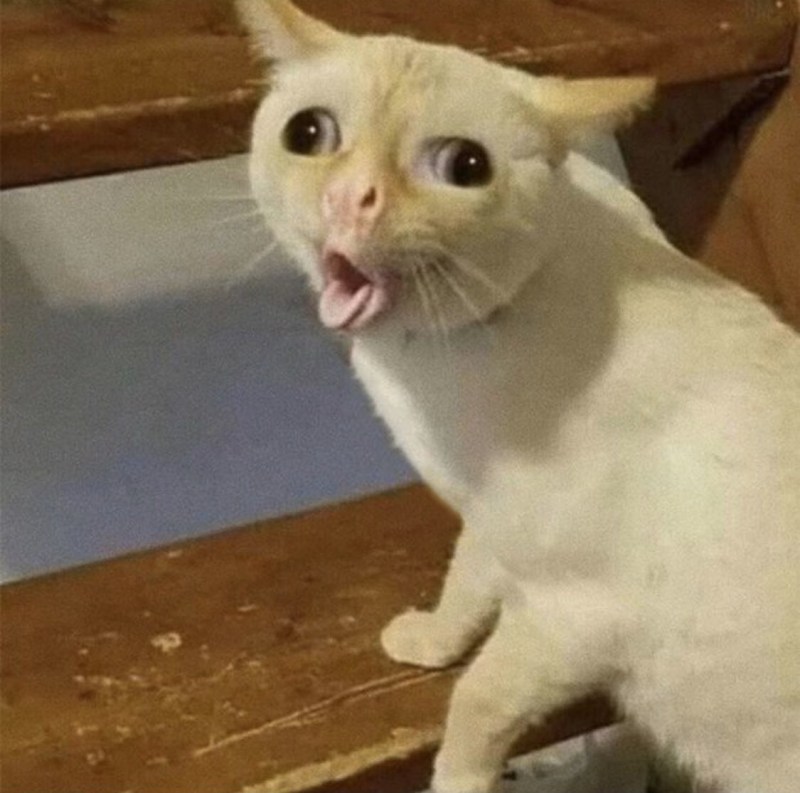 Смешной котик с язычком
