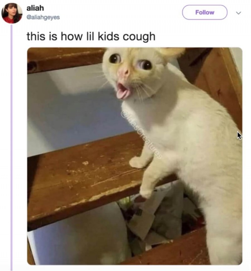 Мем кот а во рту