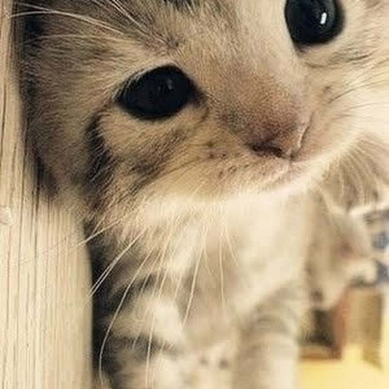 Котята няшки